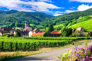 Ein Bild von einem Weinfeld, mit Häusern im Hintergrund.