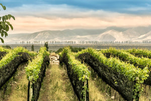 Ein Gemälde von Weinfeldern.