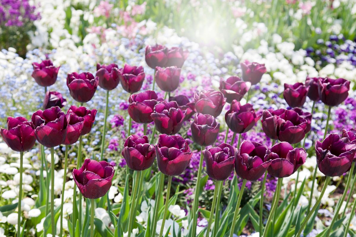 Eine Blumenwiese mit violetten Tulpen erstrahlt im Sonnenlicht.