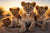 Eine Gruppe von Löwenjungen liegt im Sand, hinter ihnen geht die Sonne unter.