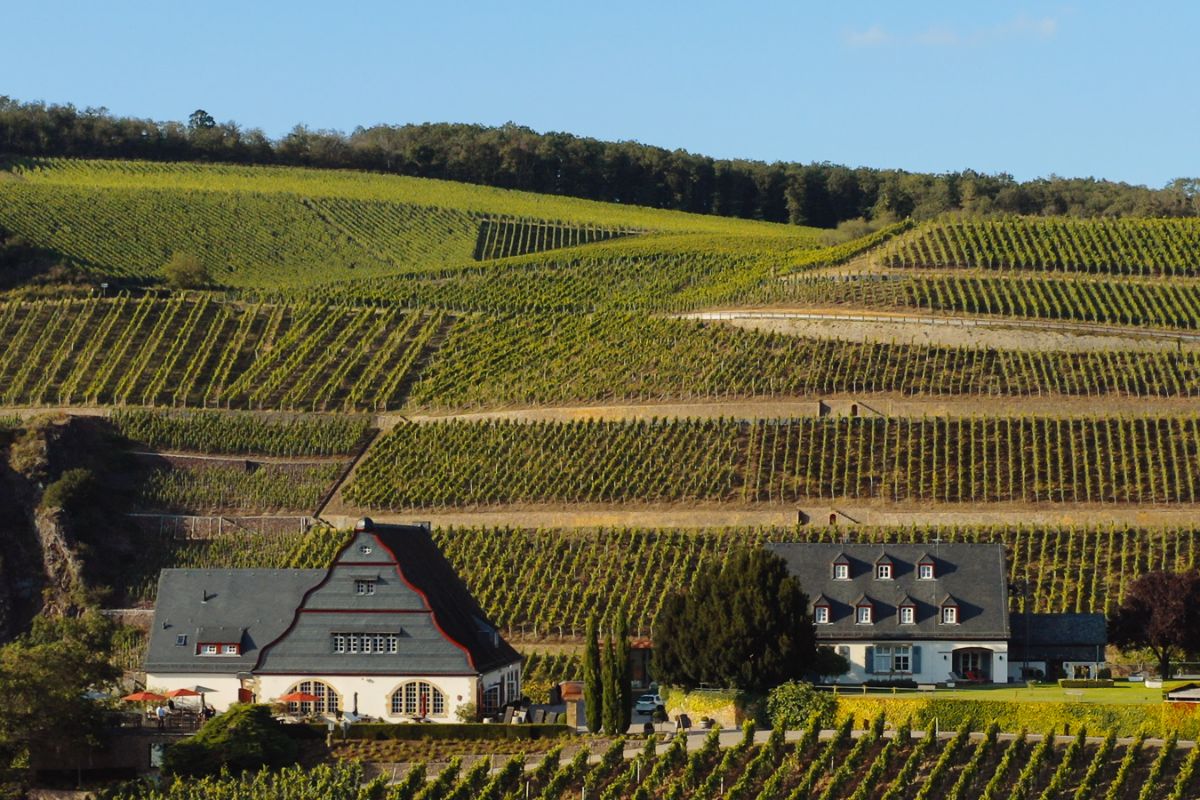 Das Gut Hermannsberg aus der Vogelperspektive mit einem großen Weinberg im Hintergrund