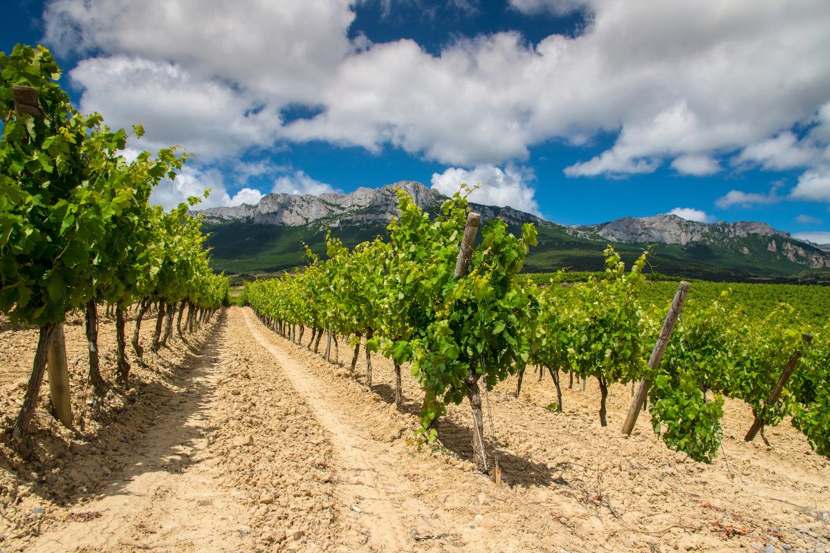 Ein Bild von einem Weinberg. 