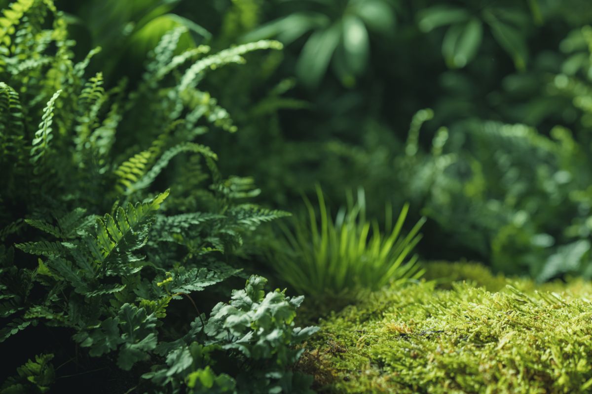 Grüner Waldboden mit Farnen und Moos, natürliche Vielfalt und Ruhe im Wald