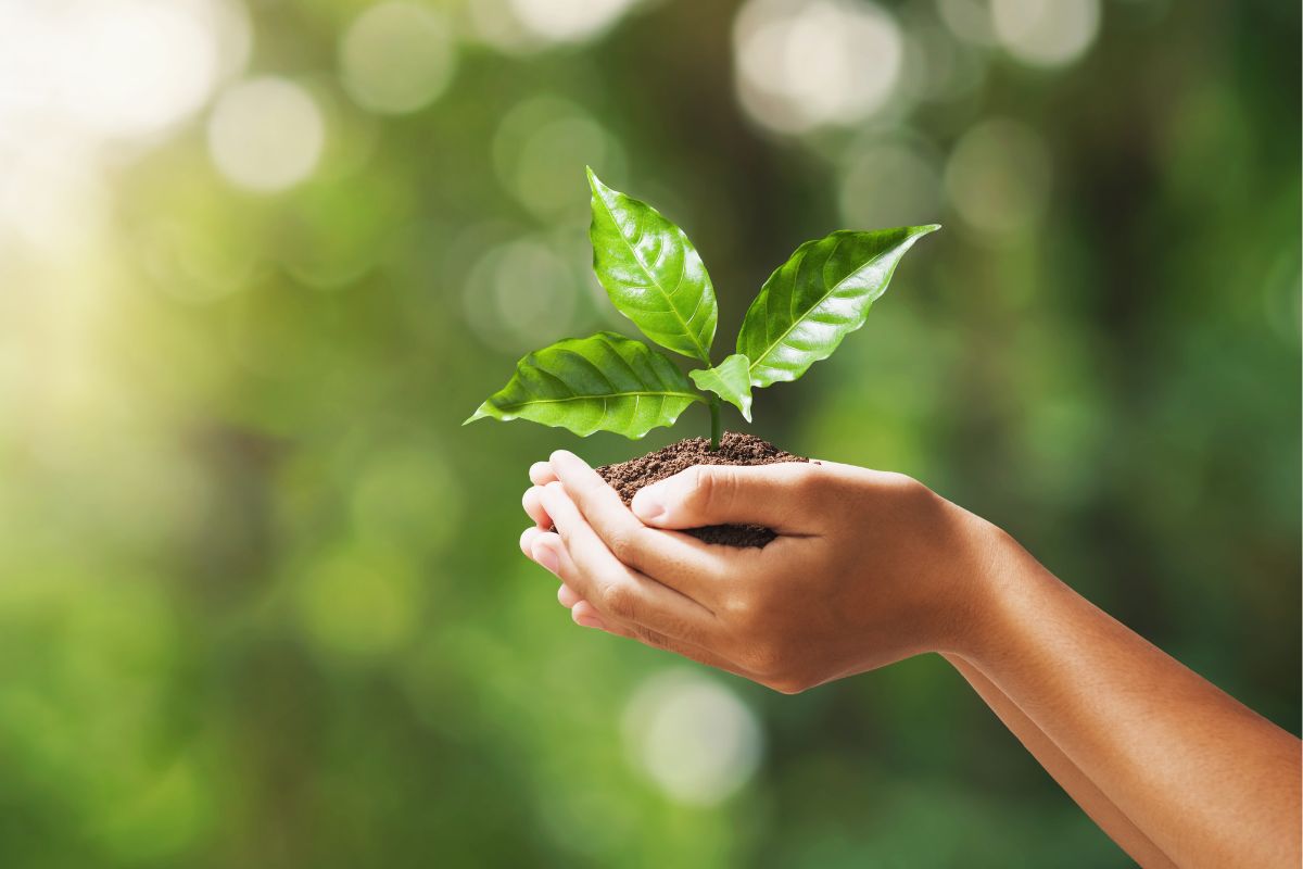 Nahaufnahme von zwei Händen, die eine kleine Pflanze in einem Erdhaufen halten, symbolisierend den Schutz der Umwelt und Nachhaltigkeit.