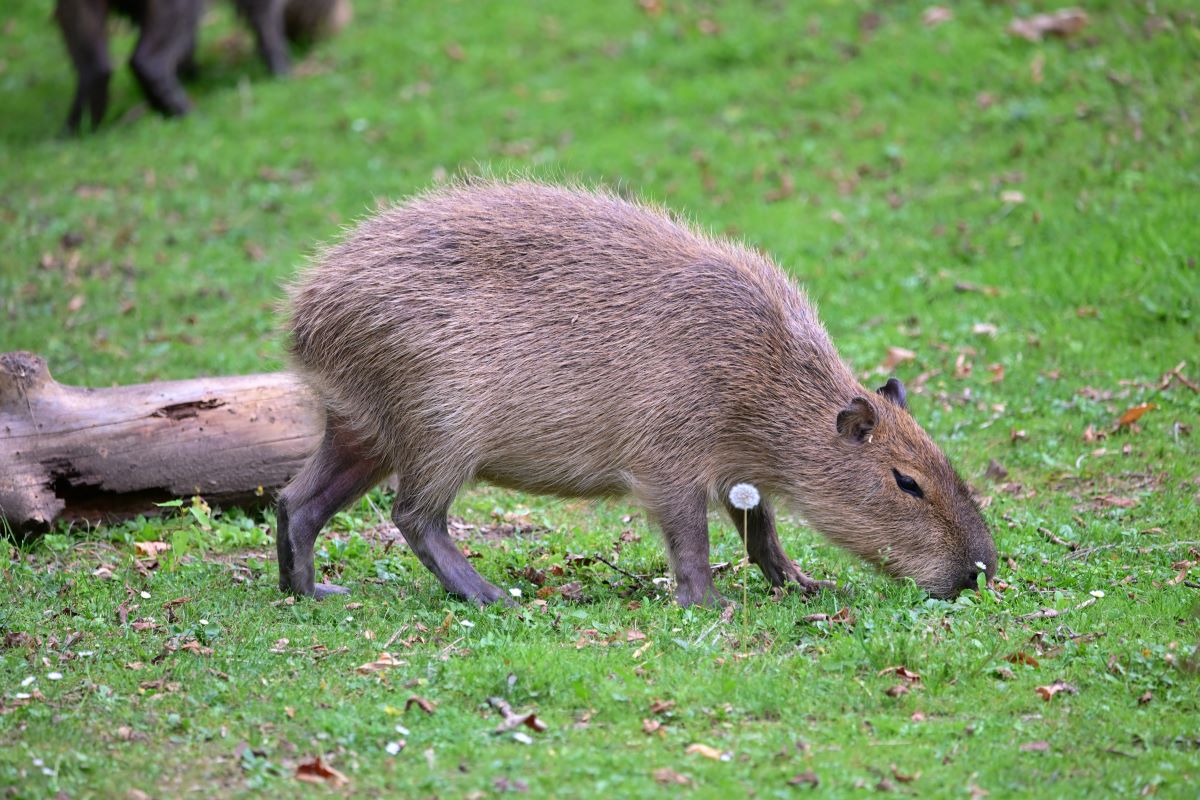 Ein Capybara im Kölner Zoo