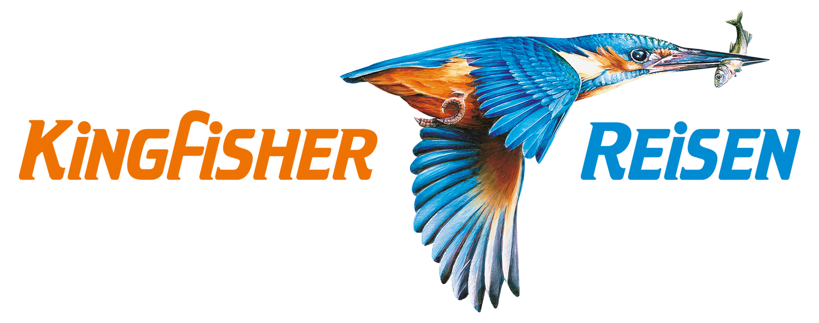 Logo: Illustration eines Eisvogels in lebhaften Blau- und Orangetönen, der gerade einen Fisch auf seinem Schnabel trägt. Daneben steht "Kingfisher Reisen"