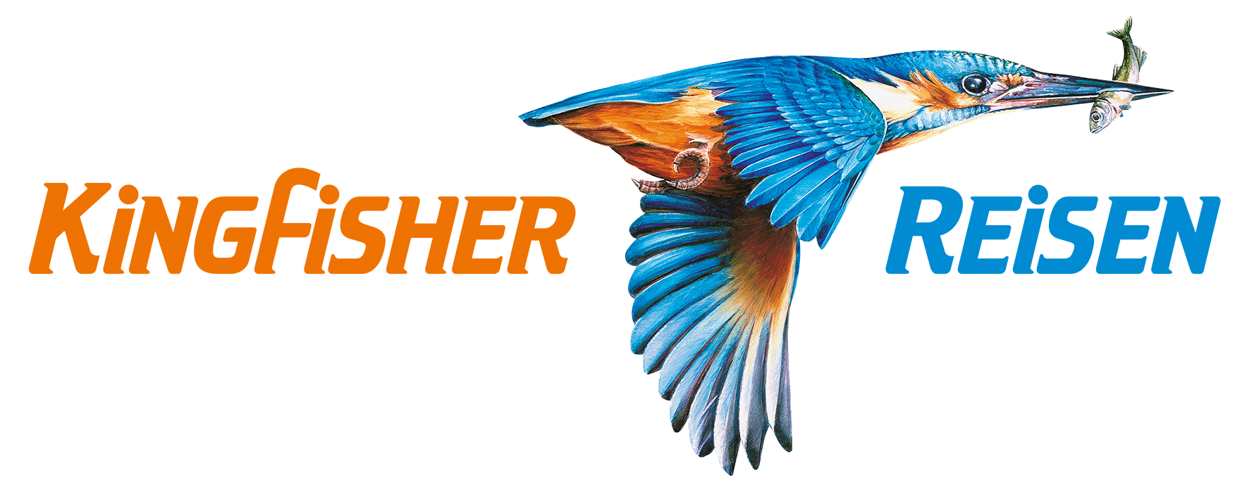 Logo: Illustration eines Eisvogels in lebhaften Blau- und Orangetönen, der gerade einen Fisch auf seinem Schnabel trägt. Daneben steht "Kingfisher Reisen"