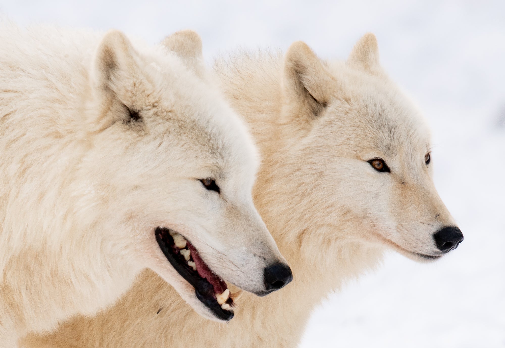 Zwei weiße Wölfe stehen in einer Schneelandschaft-