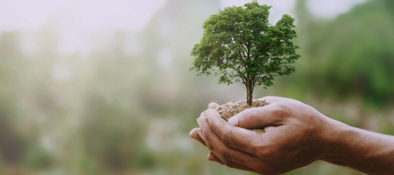 Hände halten einen kleinen Baum, symbolisieren den Schutz der Natur durch nachhaltiges Wirtschaften.