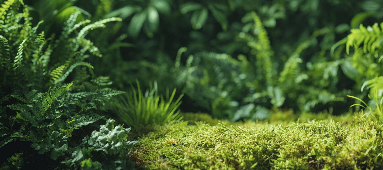 Nahaufnahme eines grünen Waldbodens mit Moos und Farnen – natürliche, dichte Vegetation in ruhiger Waldumgebung