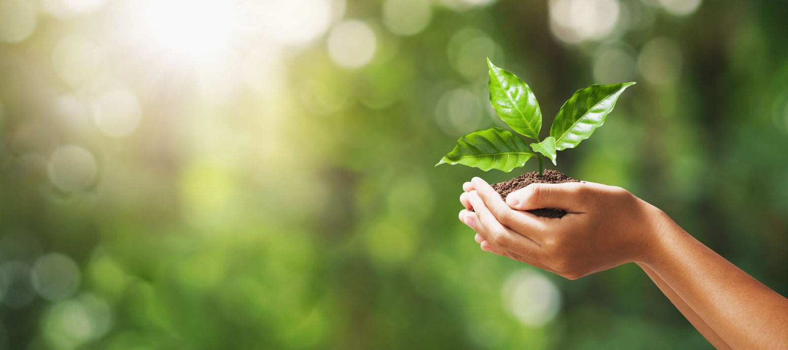 Nahaufnahme von zwei Händen, die eine kleine Pflanze in einem Erdhaufen halten, symbolisierend den Schutz der Umwelt und Nachhaltigkeit.