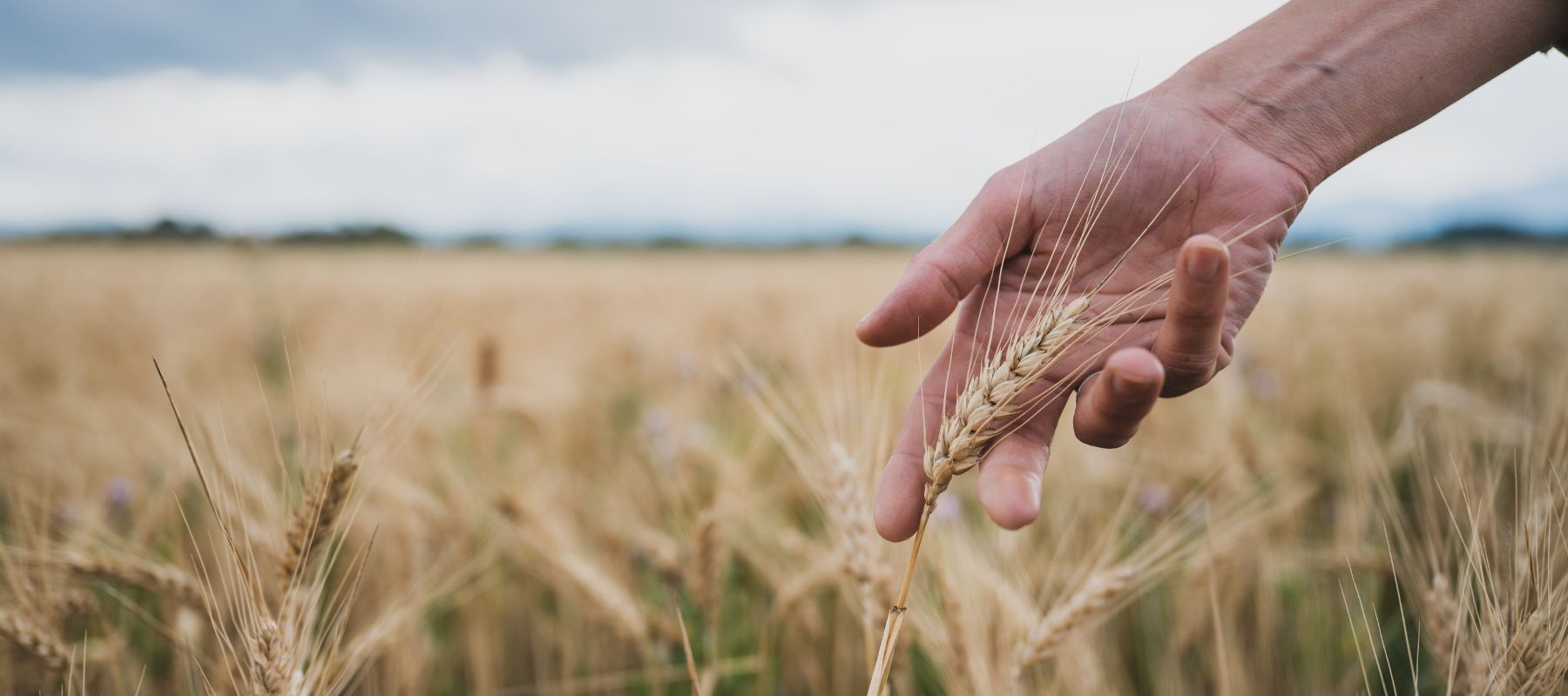 Eine Person steht in einem Weizenfeld und streckt die Hände danach aus.
