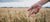Eine Person steht in einem Weizenfeld und streckt die Hände danach aus.