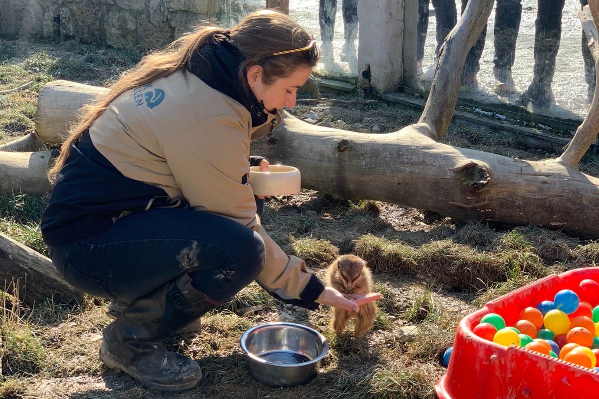 Eine Mitarbeiterin des Tierparks Rheinböllen füttert ein Erdmännchen.