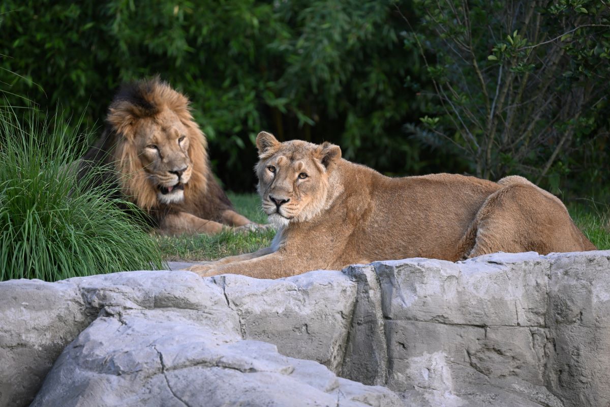 Löwen im Kölner Zoo